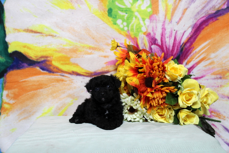 puppy, for, sale, Toy Poodle, Matthew B. Stoltzfus, dog, breeder, Gap, PA, dog-breeder, puppy-for-sale, forsale, nearby, find, puppyfind, locator, puppylocator, aca